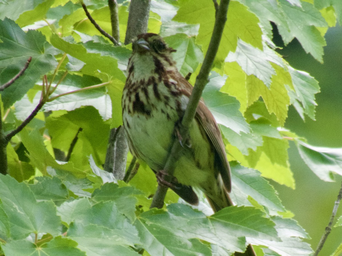 Song Sparrow - ML620667898