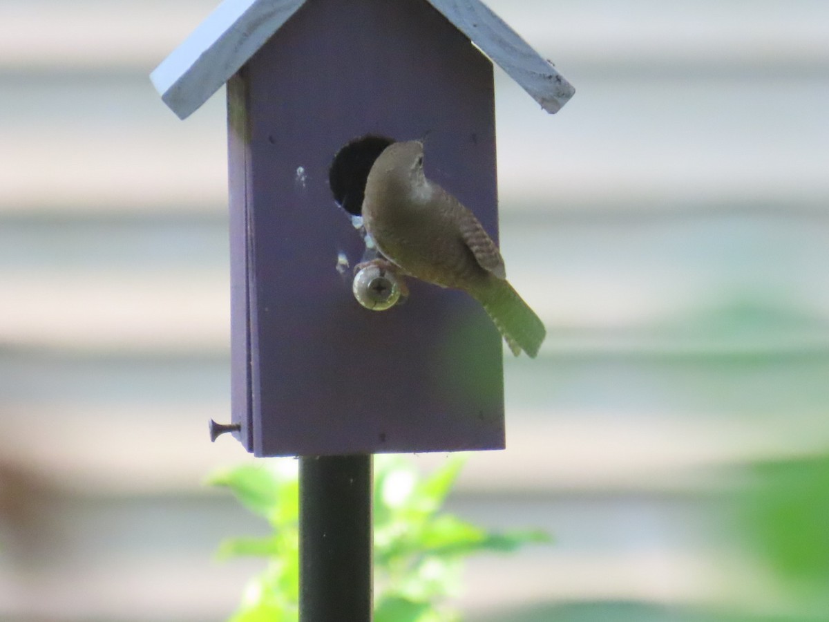 House Wren - ML620667899