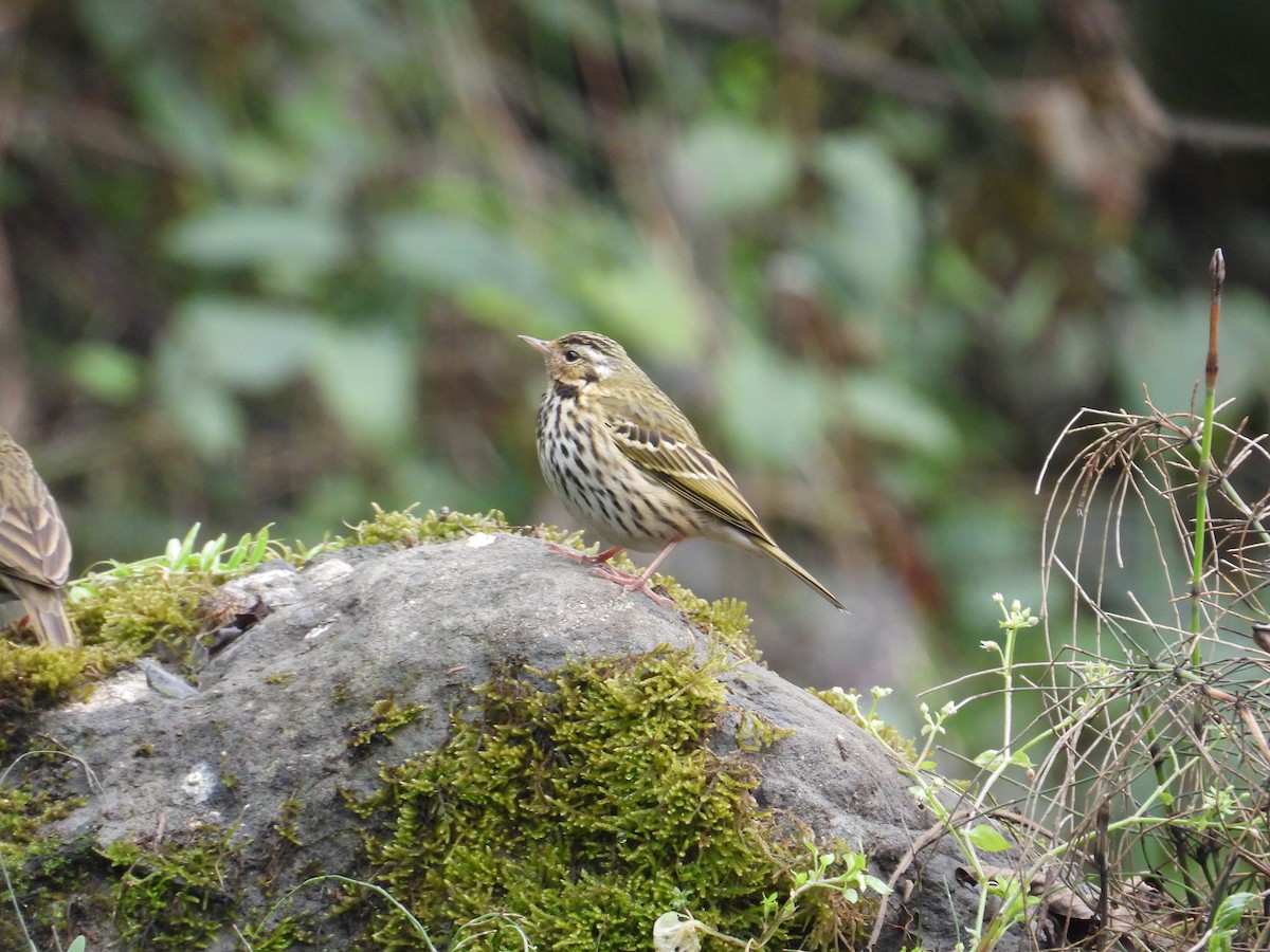 Pipit à dos olive - ML620667905