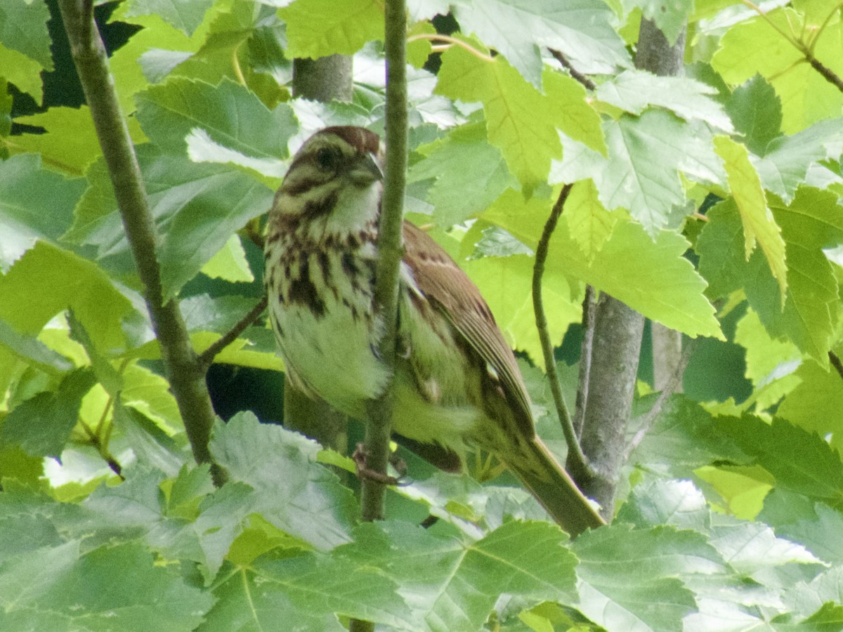 Song Sparrow - ML620667906