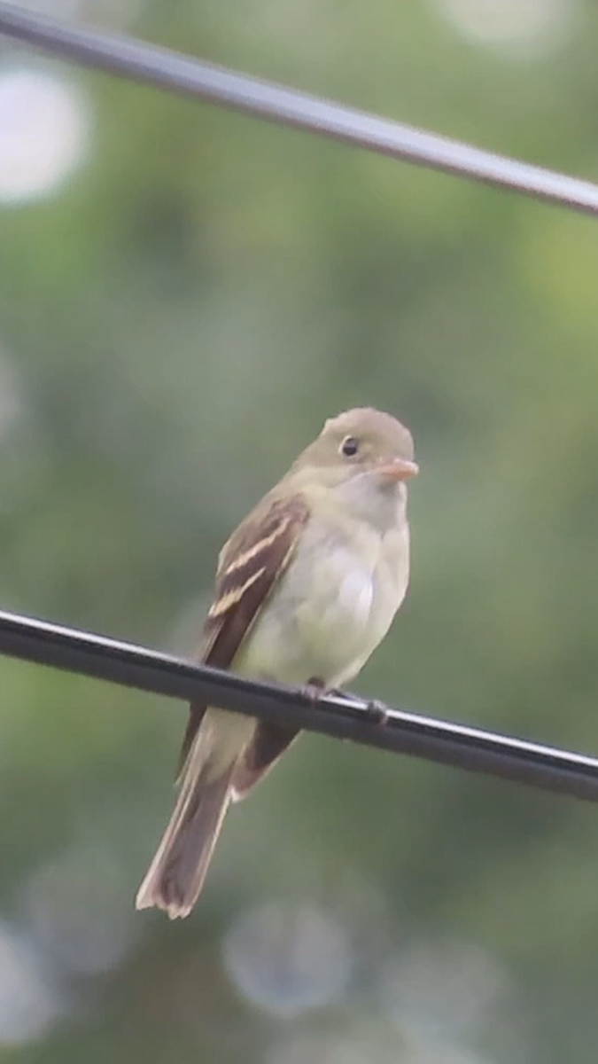 Acadian Flycatcher - ML620667907