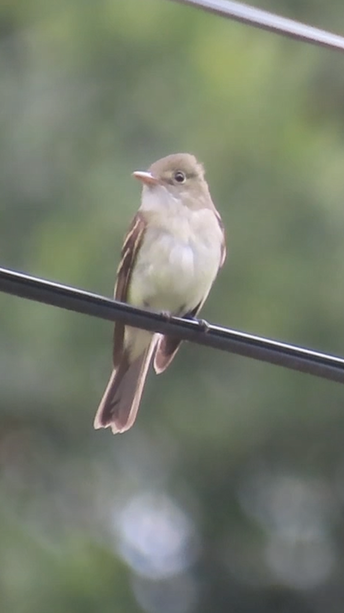 Acadian Flycatcher - ML620667908