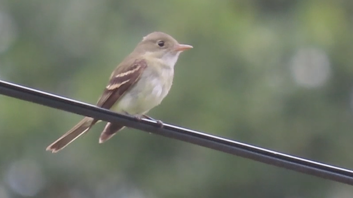 Acadian Flycatcher - ML620667909