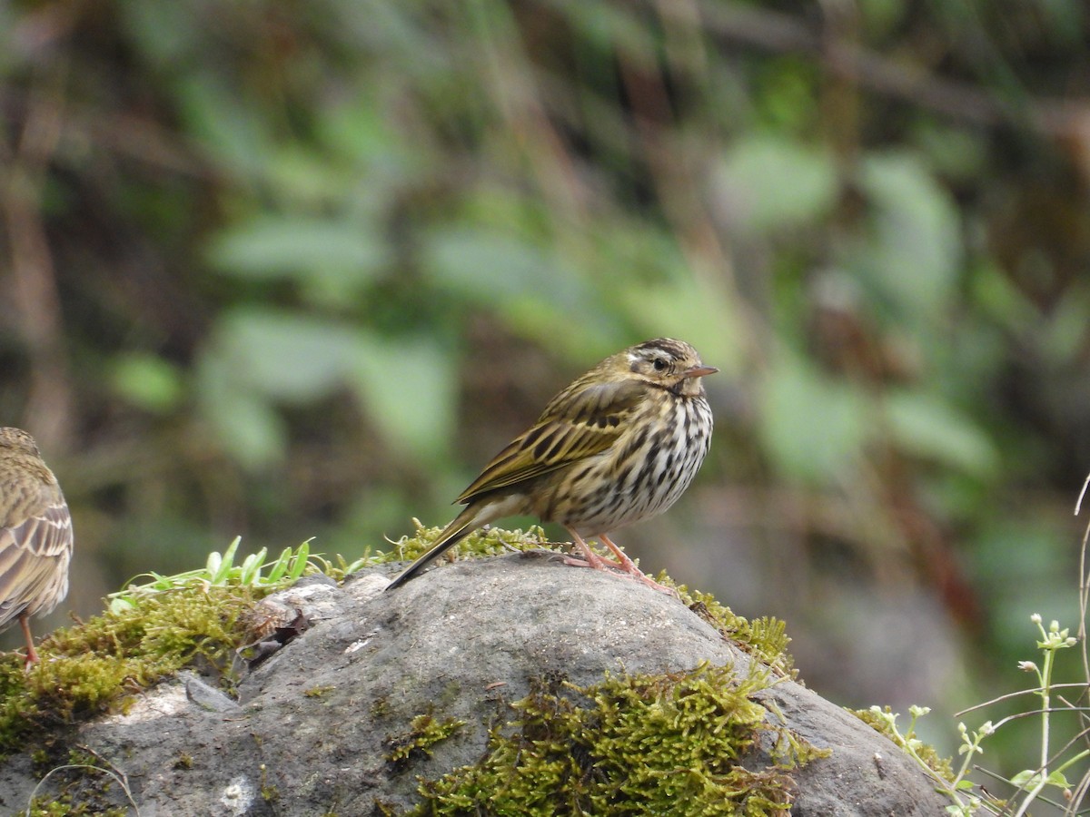 Pipit à dos olive - ML620667910