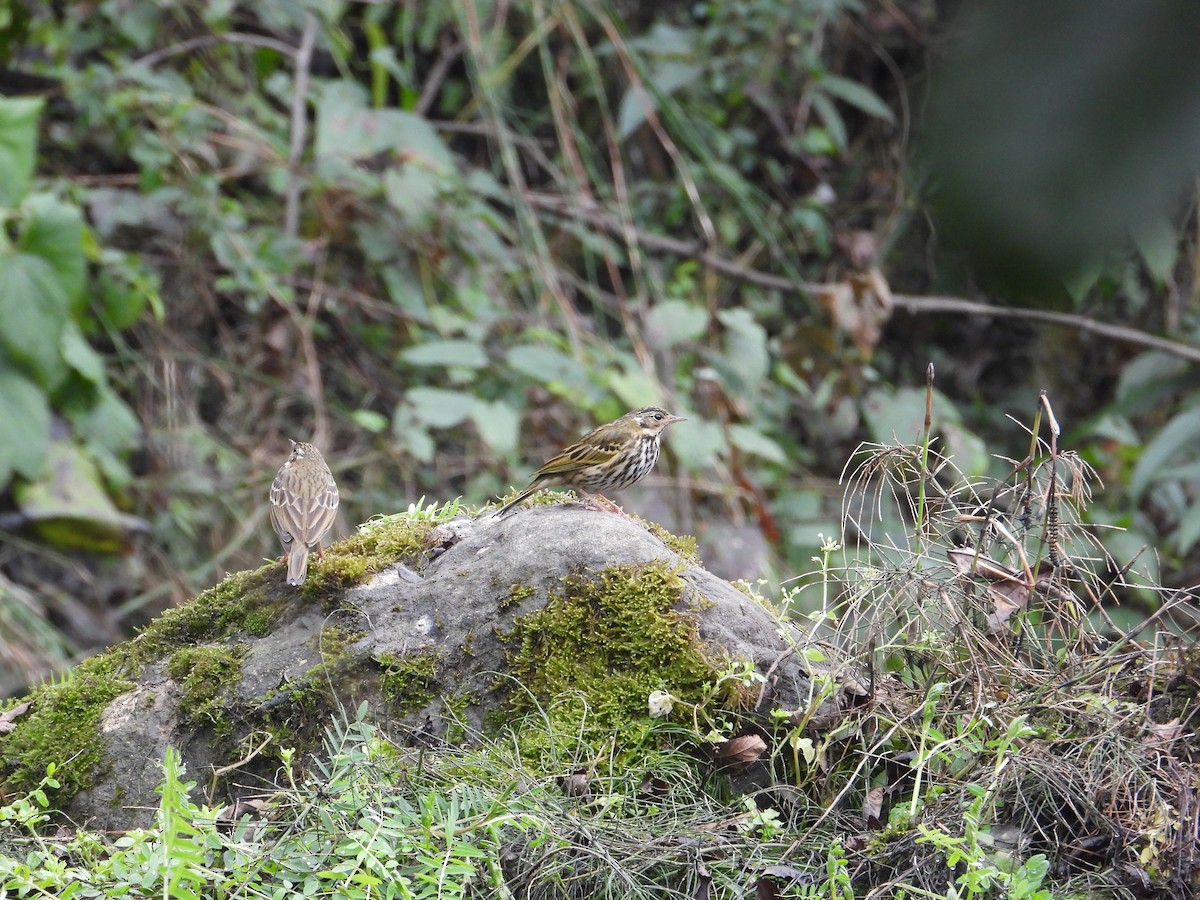 Pipit à dos olive - ML620667915