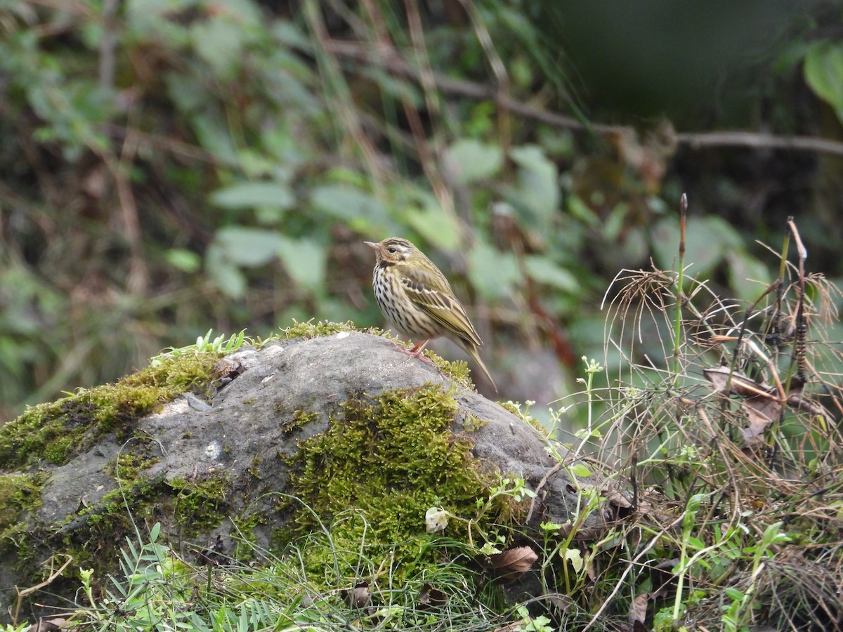 Olive-backed Pipit - ML620667921