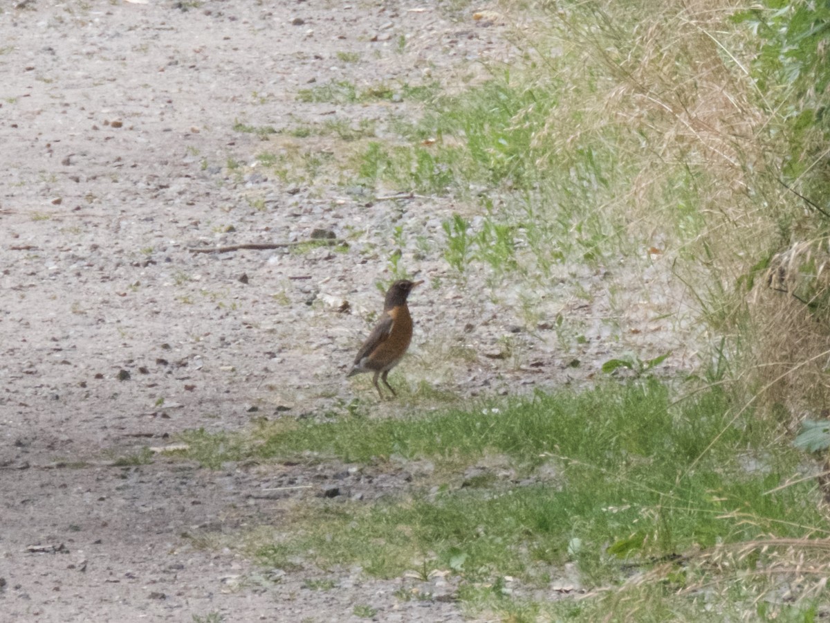 American Robin - ML620667925