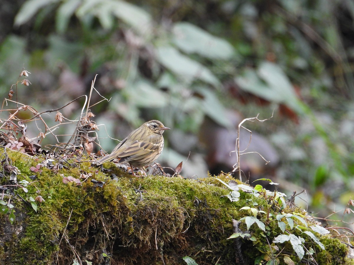 Pipit à dos olive - ML620667926