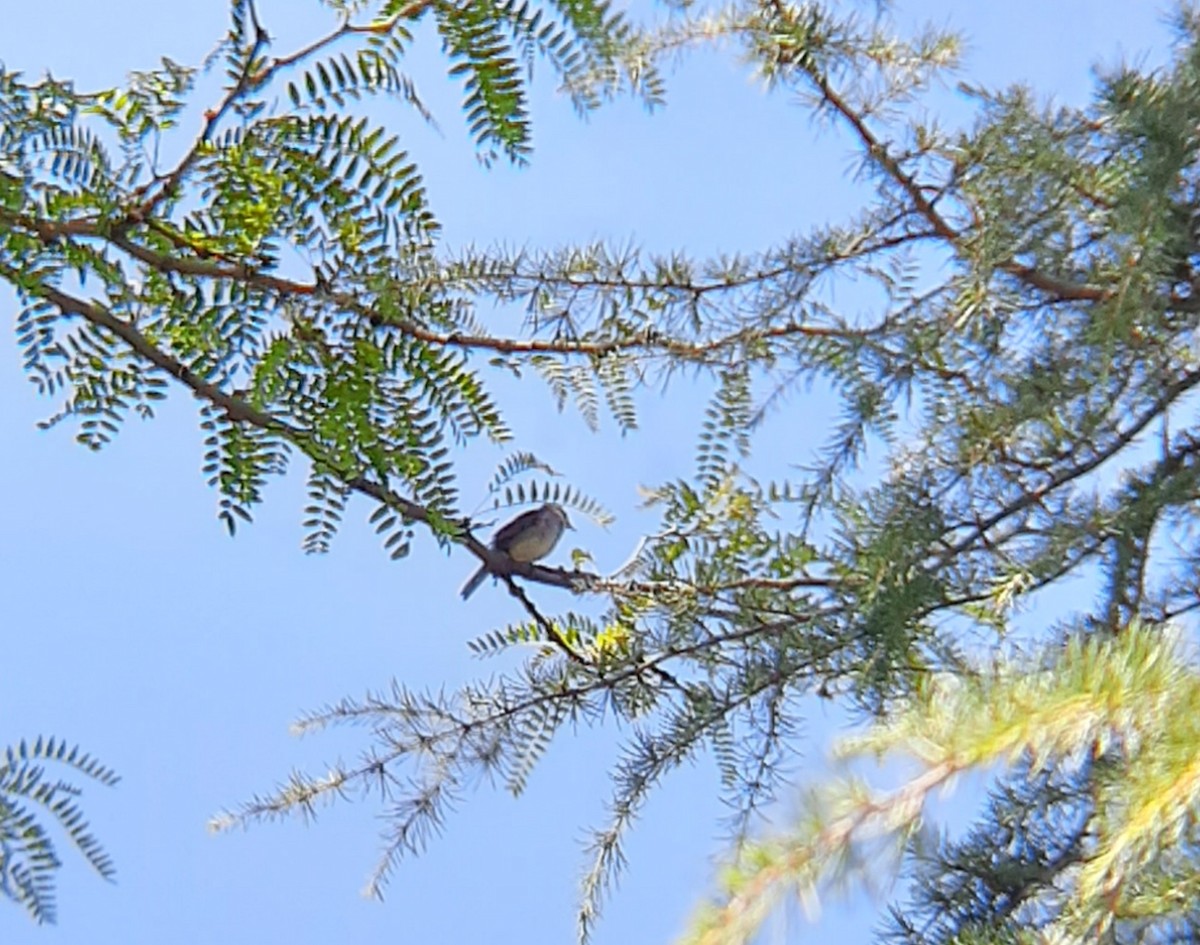 Curruca Capirotada - ML620667927