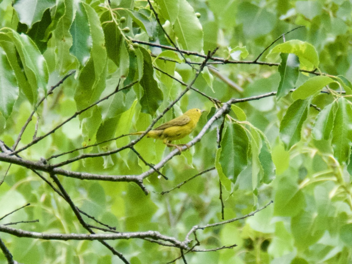 Yellow Warbler - ML620667931