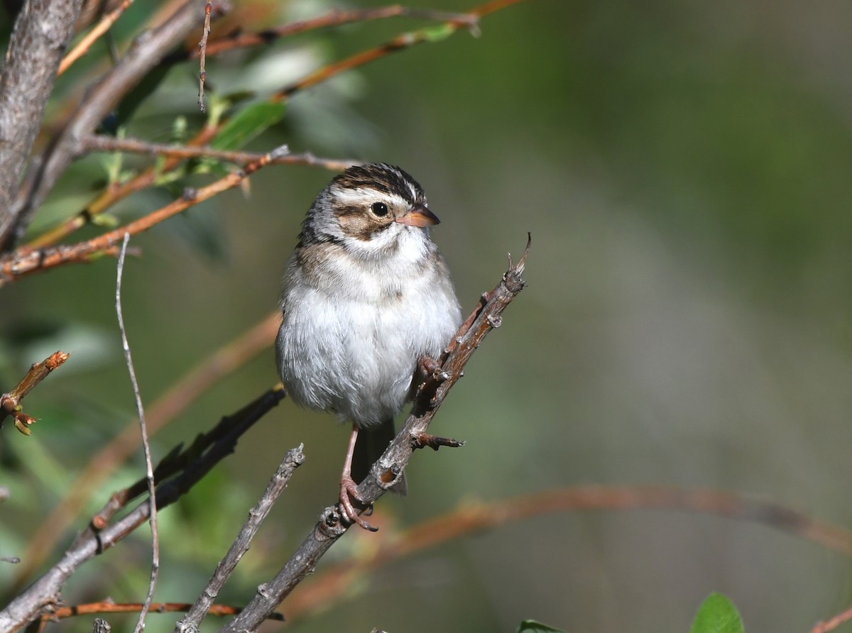 Clay-colored Sparrow - ML620667932