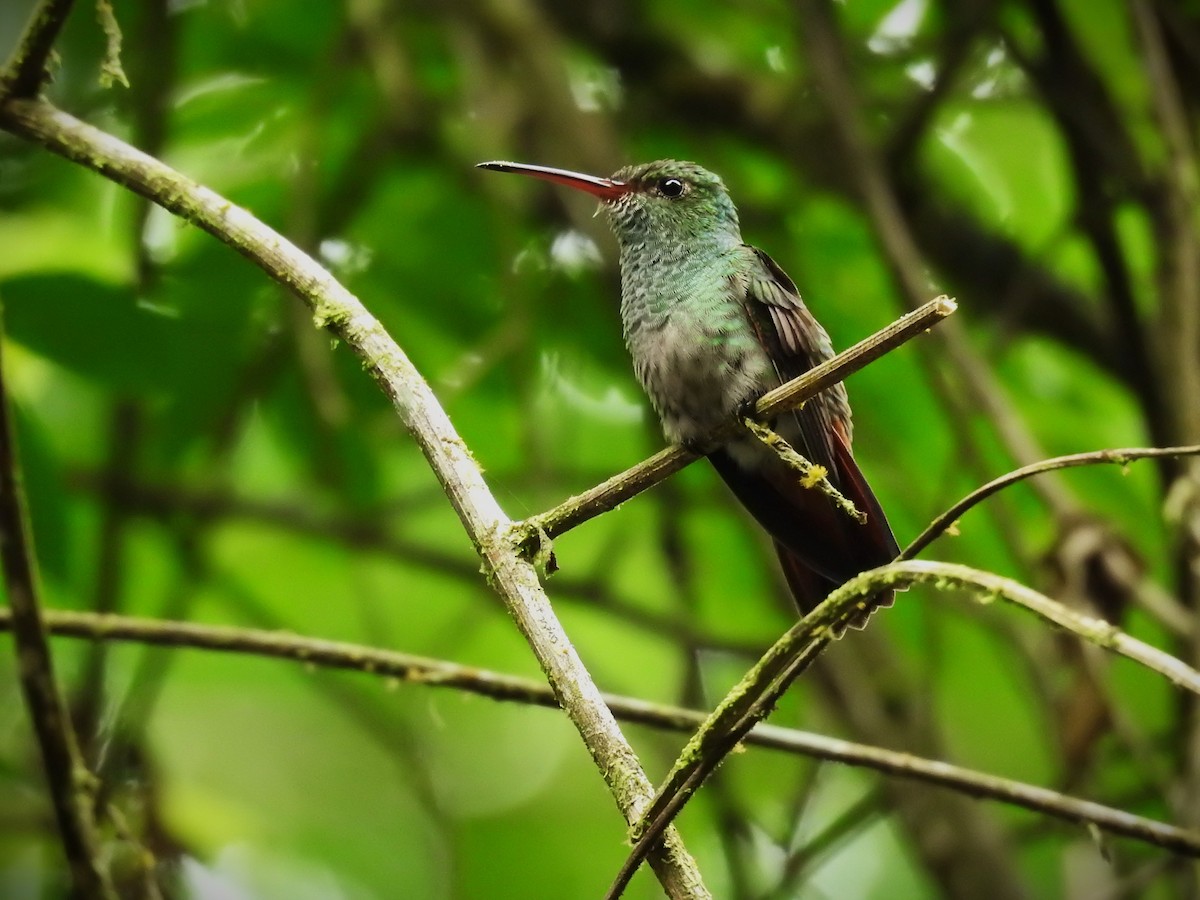 Rufous-tailed Hummingbird - ML620667939