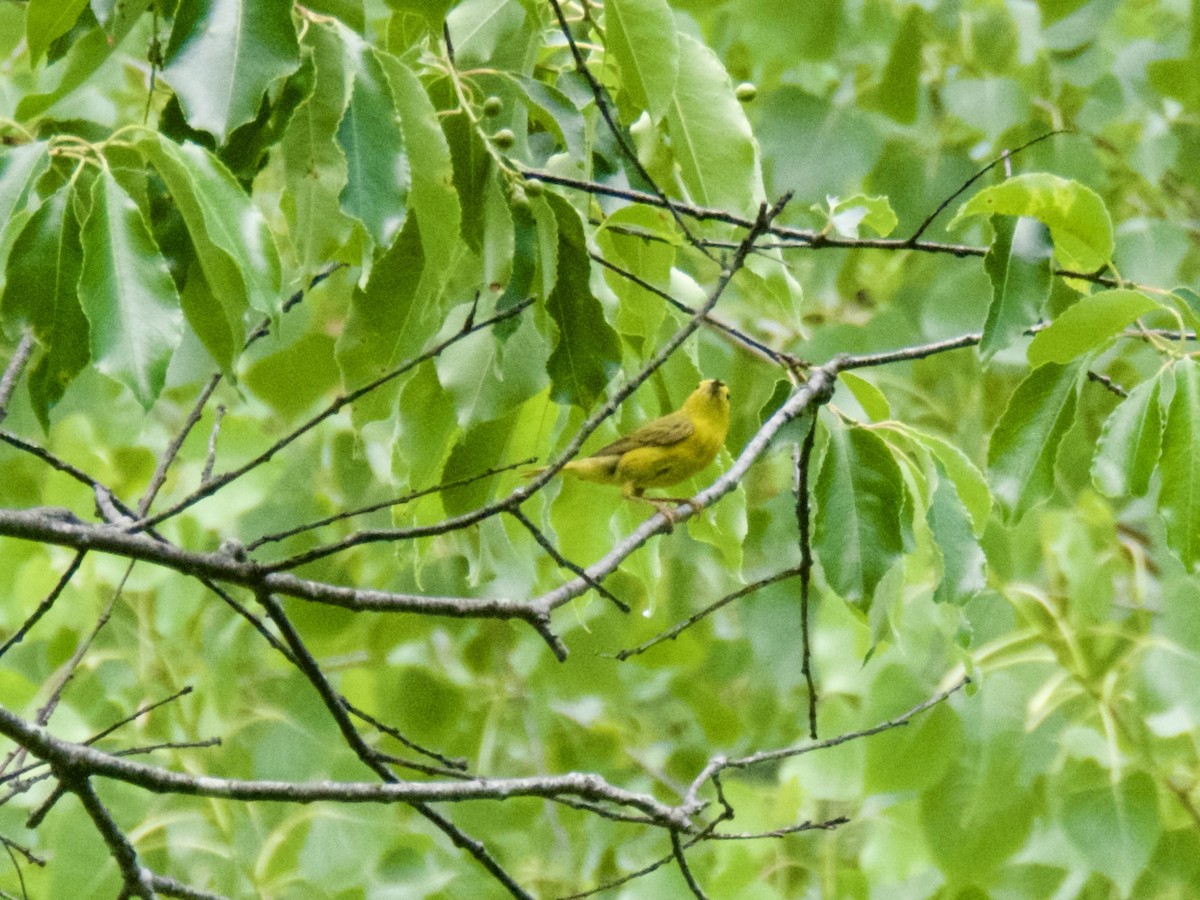 Yellow Warbler - ML620667941