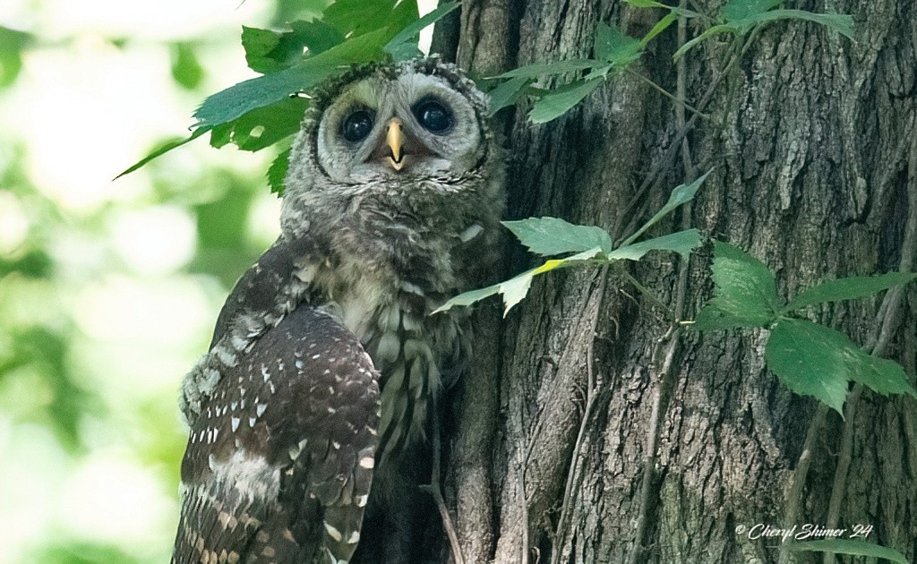 Barred Owl - ML620667943