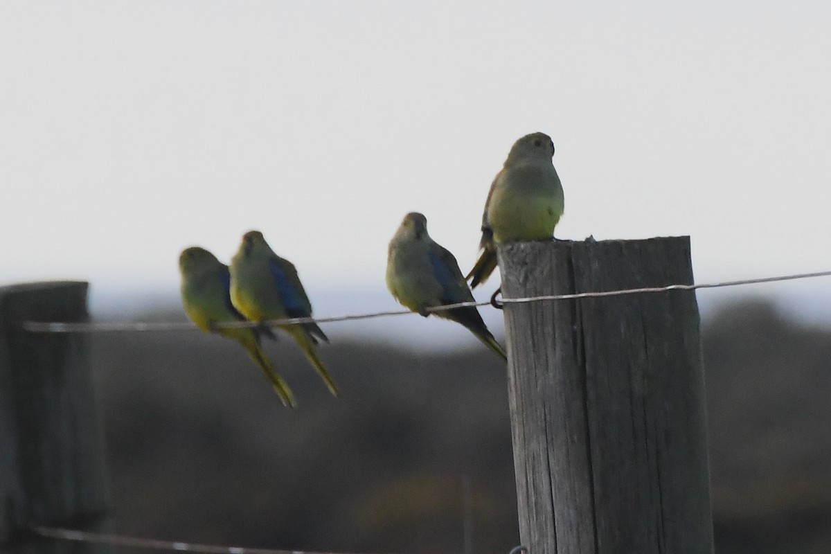 Blue-winged Parrot - ML620667946