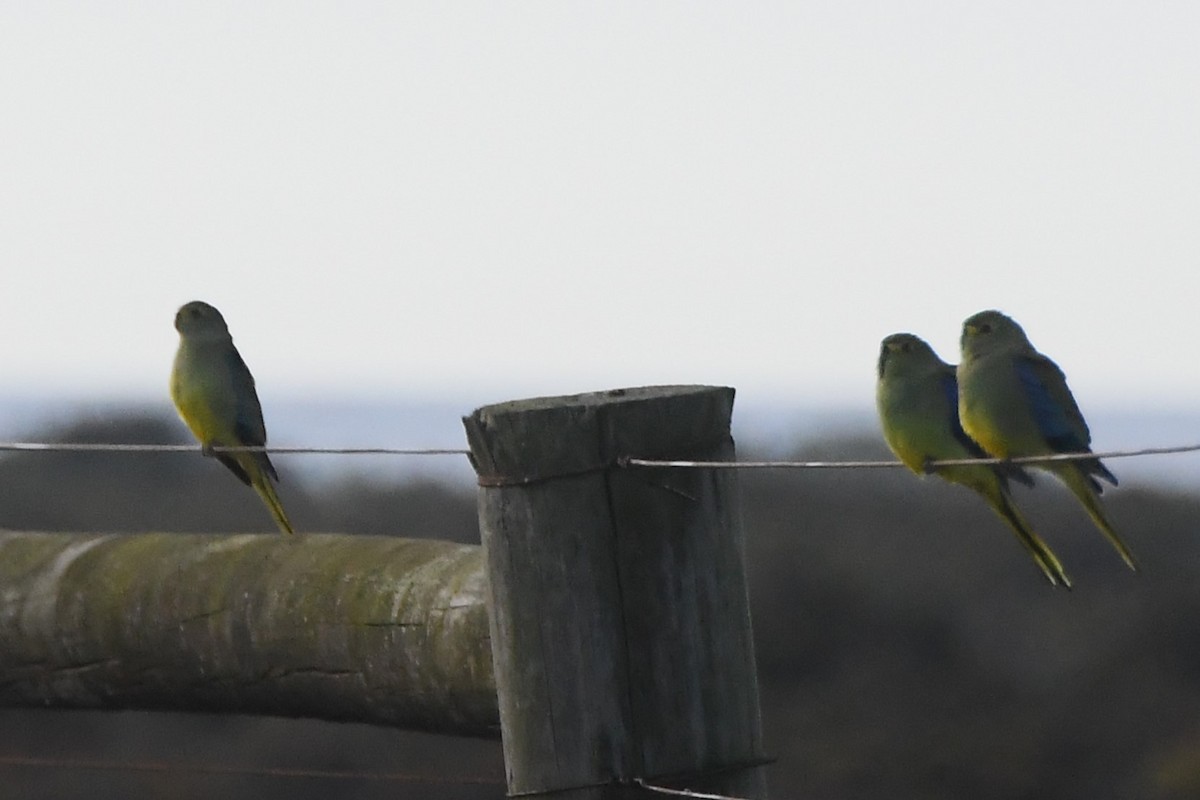 Blue-winged Parrot - ML620667949