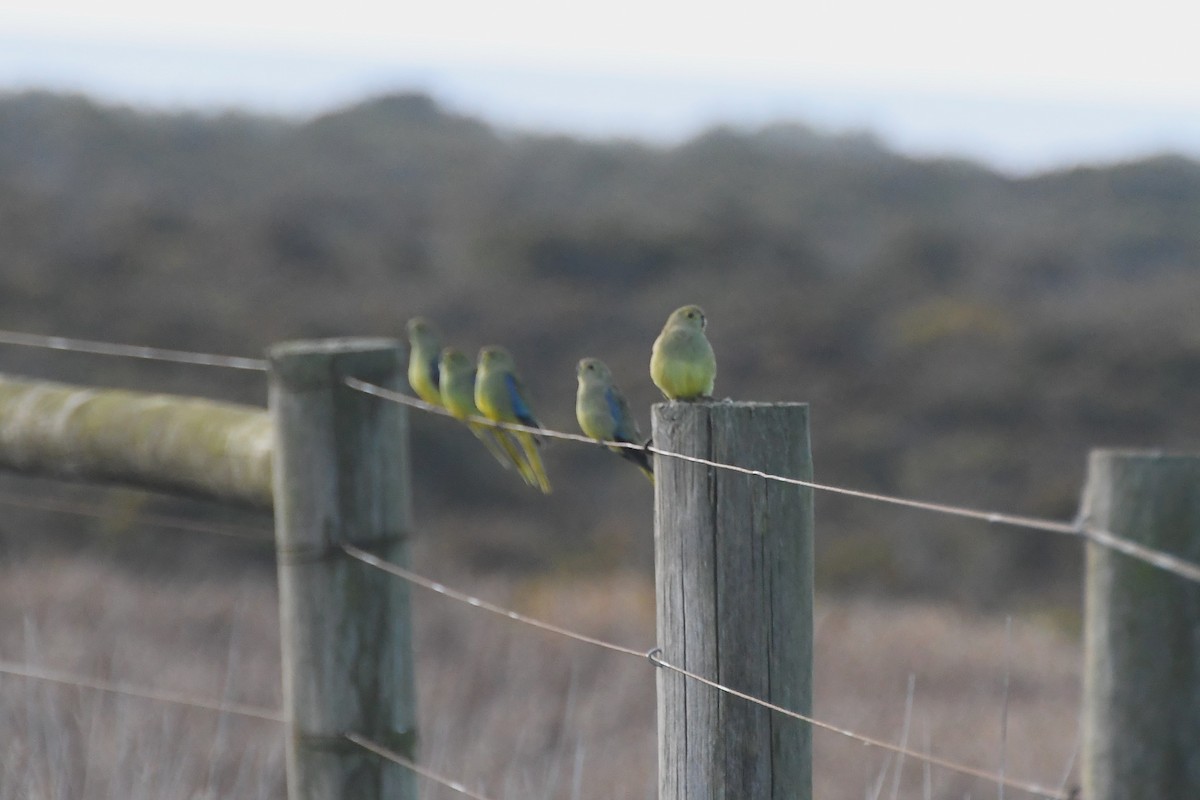 Blue-winged Parrot - ML620667950