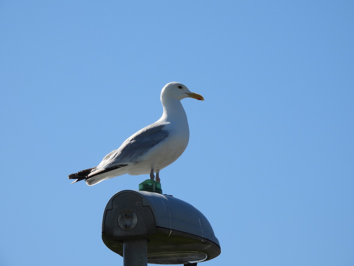 Gaviota Argéntea - ML620667951