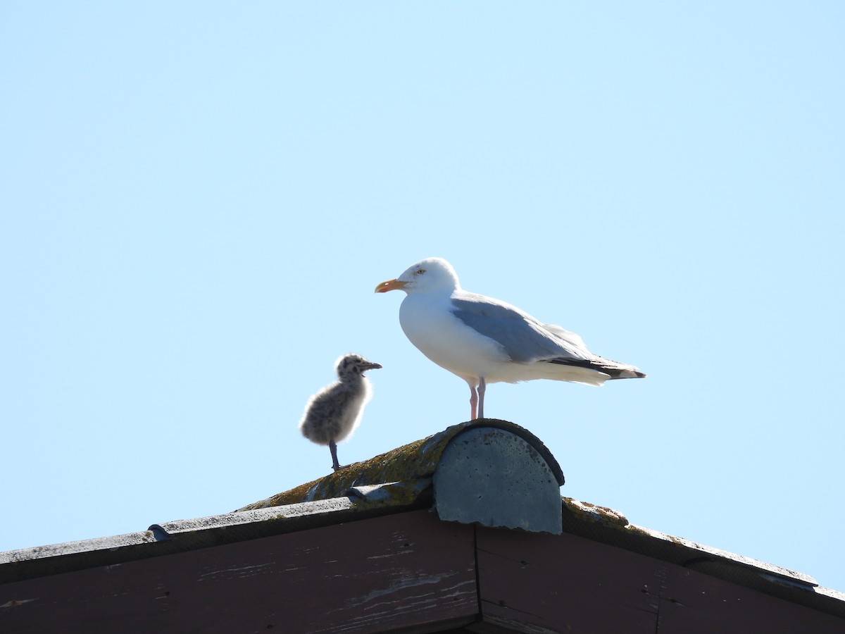 Gaviota Argéntea - ML620667952