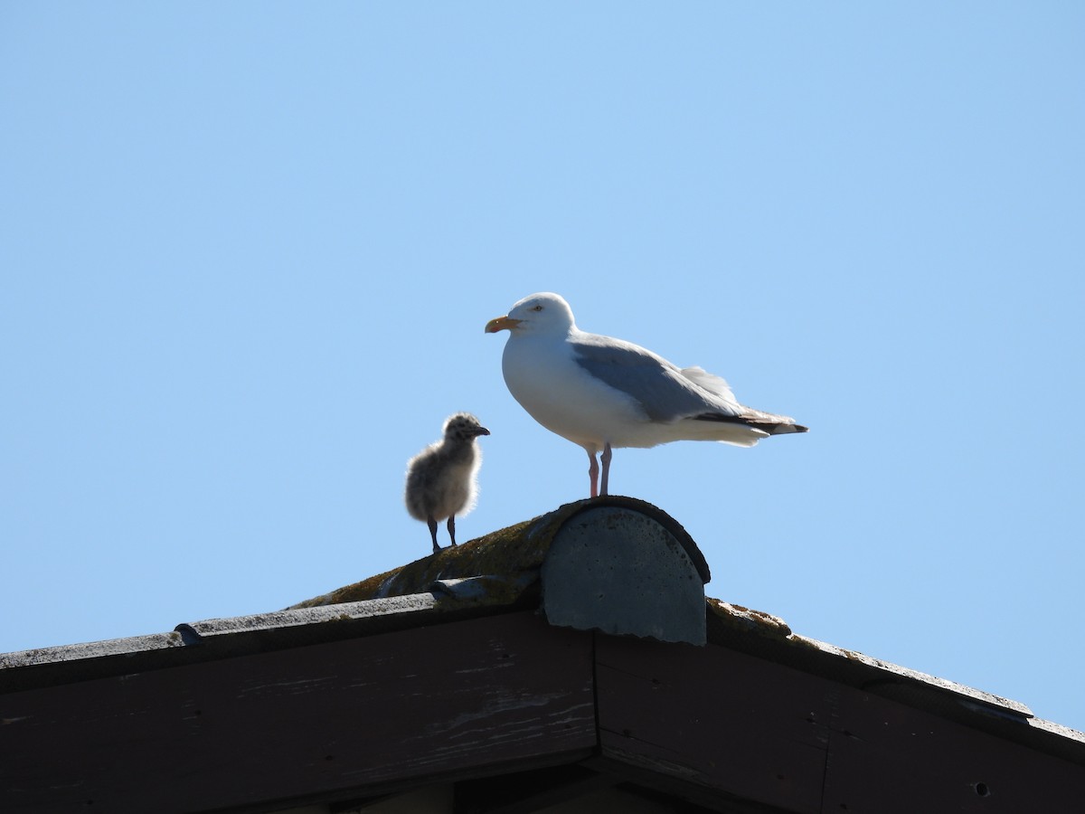 Gaviota Argéntea - ML620667953