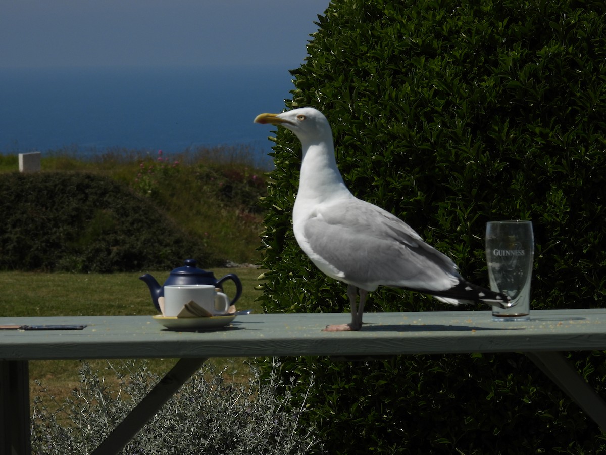 Gaviota Argéntea - ML620667954