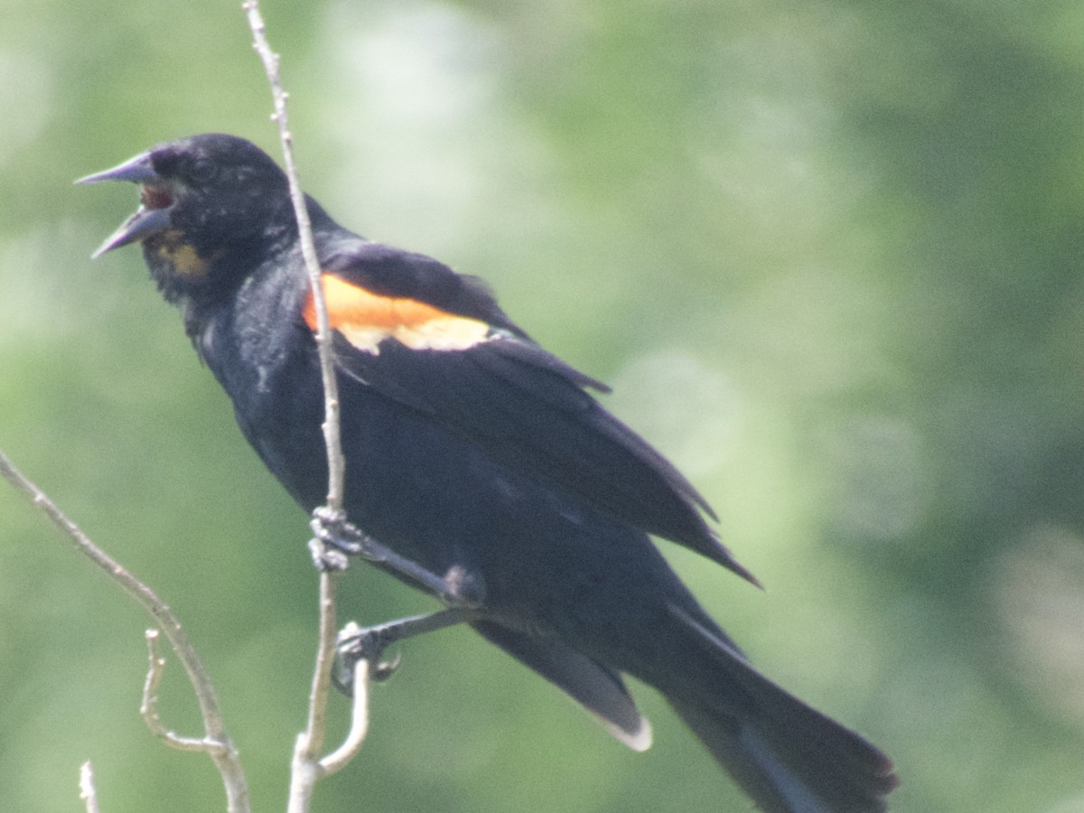 Red-winged Blackbird - ML620667956