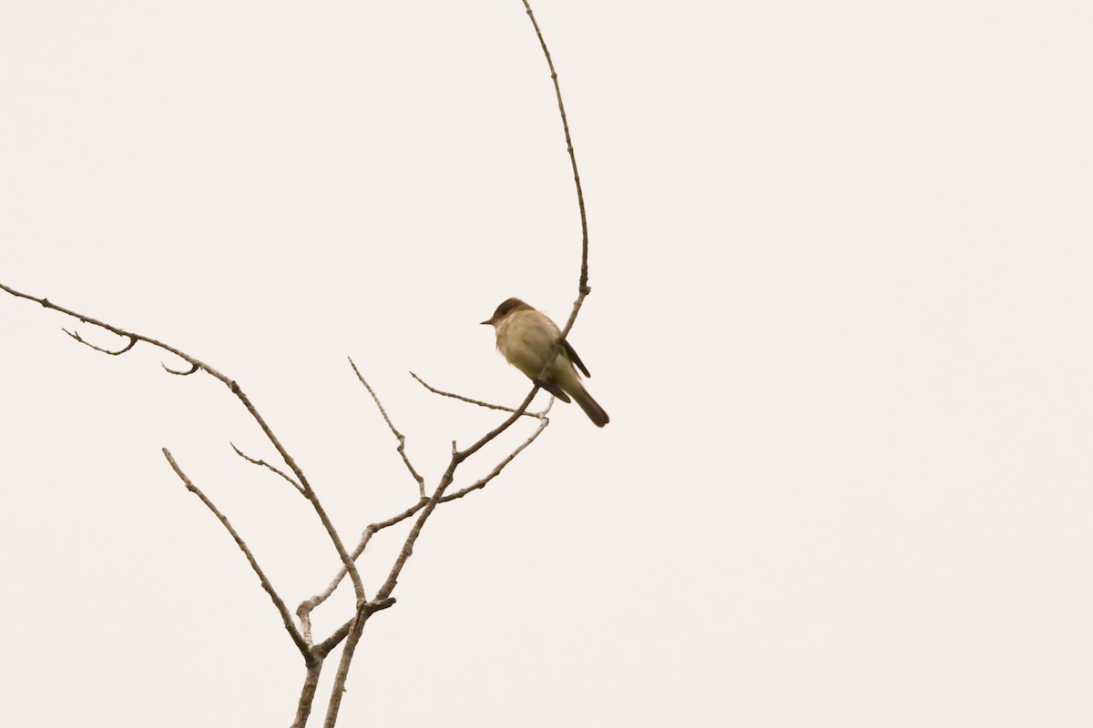 Willow Flycatcher - ML620667960