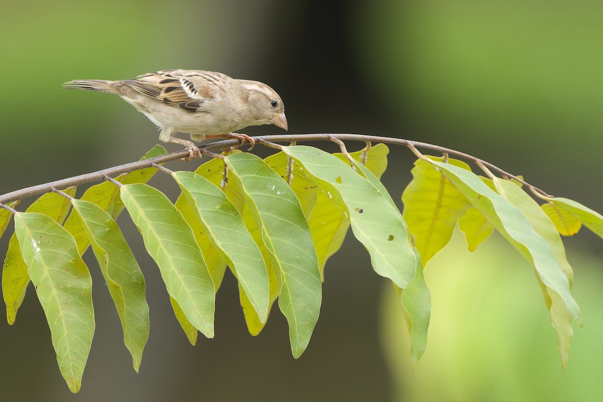 Moineau domestique (groupe indicus) - ML620667962