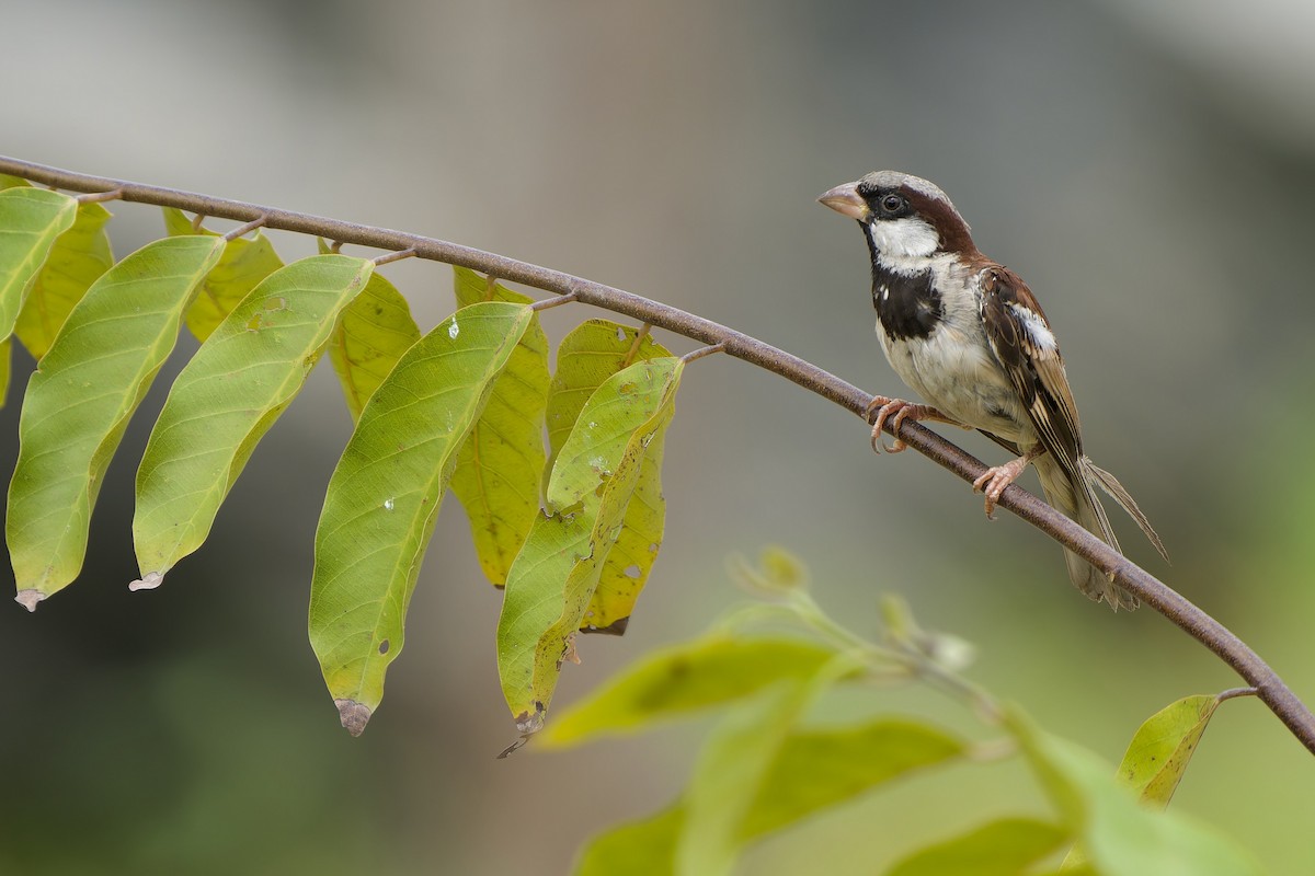 gråspurv (indicus gr.) - ML620667963