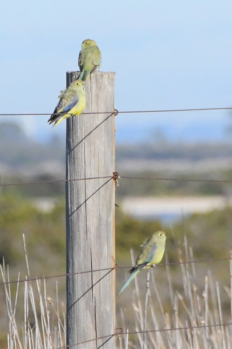 Blue-winged Parrot - Michael Louey