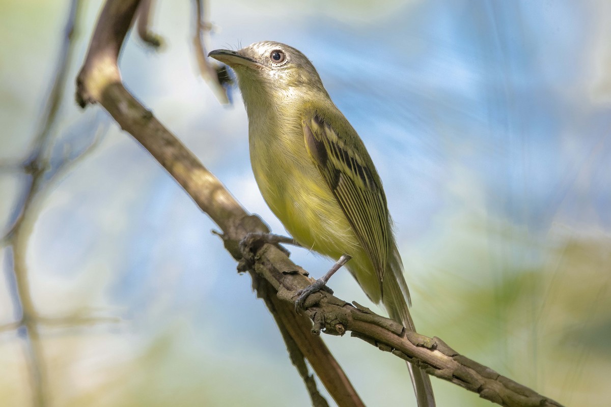 Yellow-olive Flatbill - ML620667967