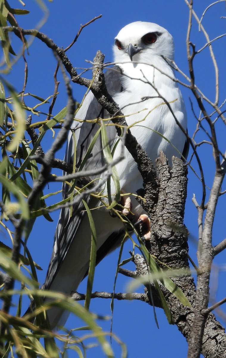 Black-shouldered Kite - ML620667968