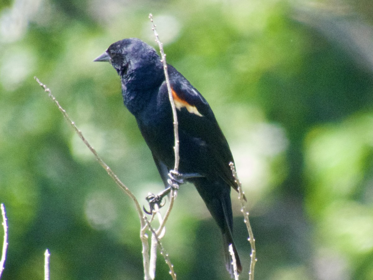 Red-winged Blackbird - ML620667970