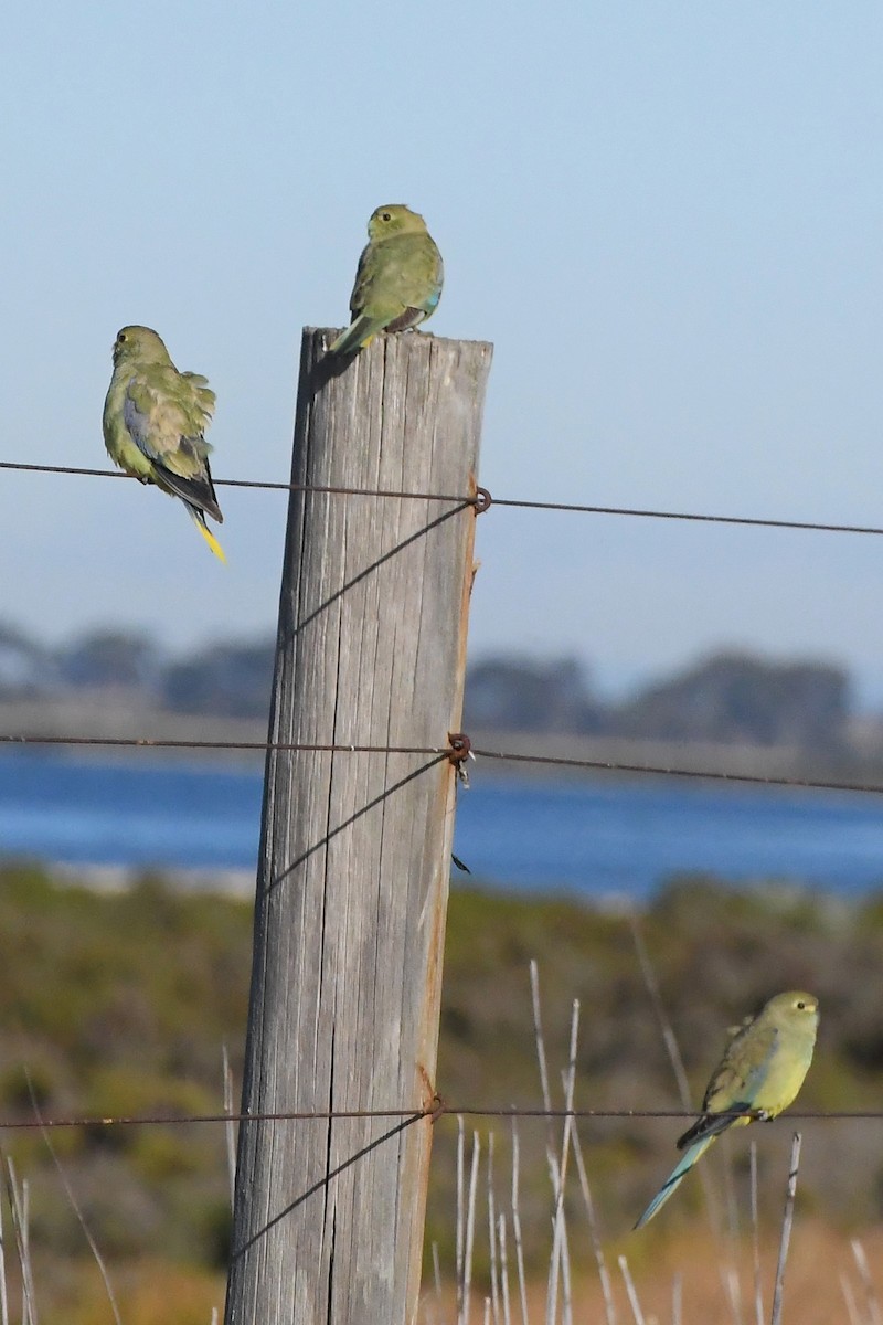 Blue-winged Parrot - ML620667971