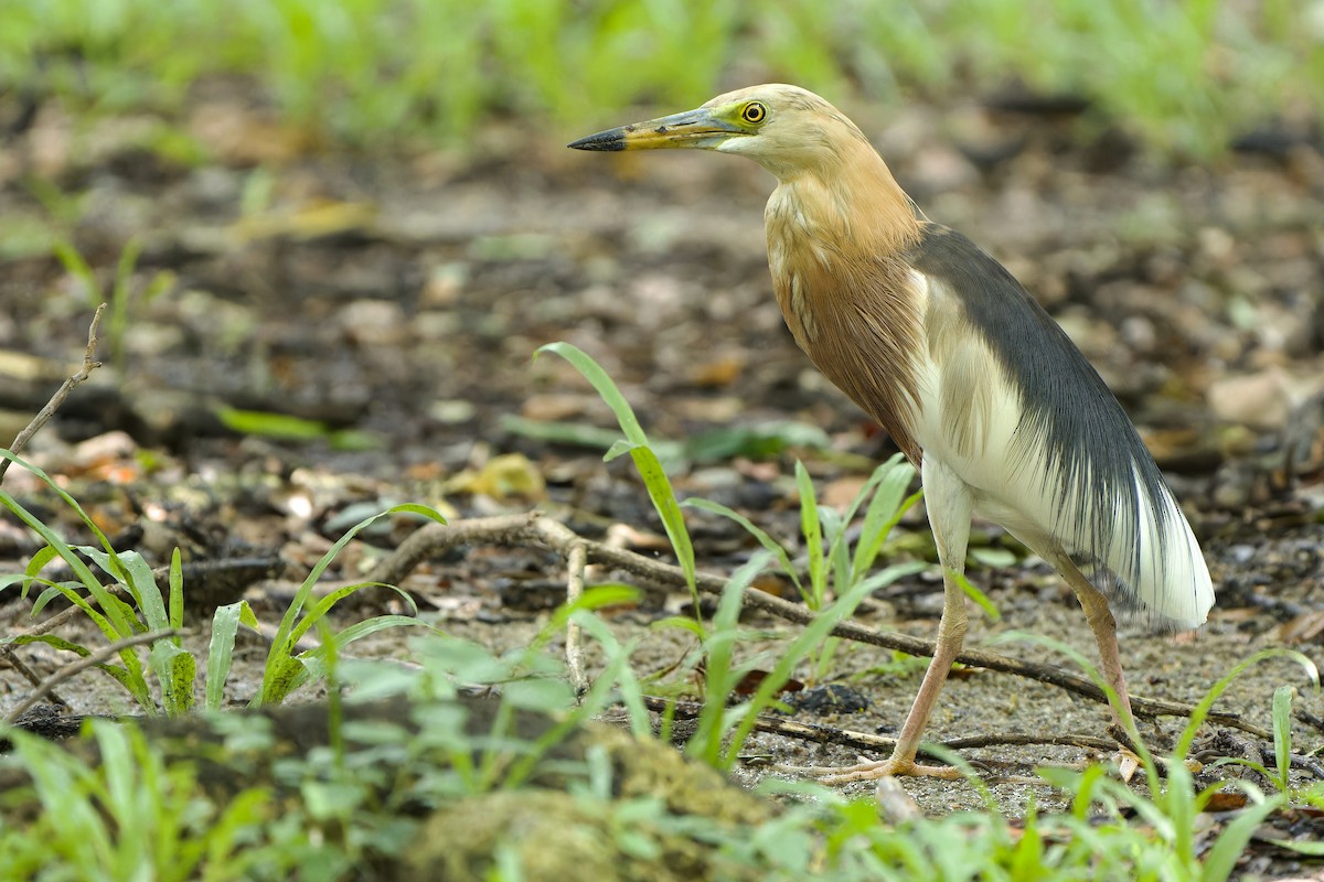 Javan Pond-Heron - Sam Hambly