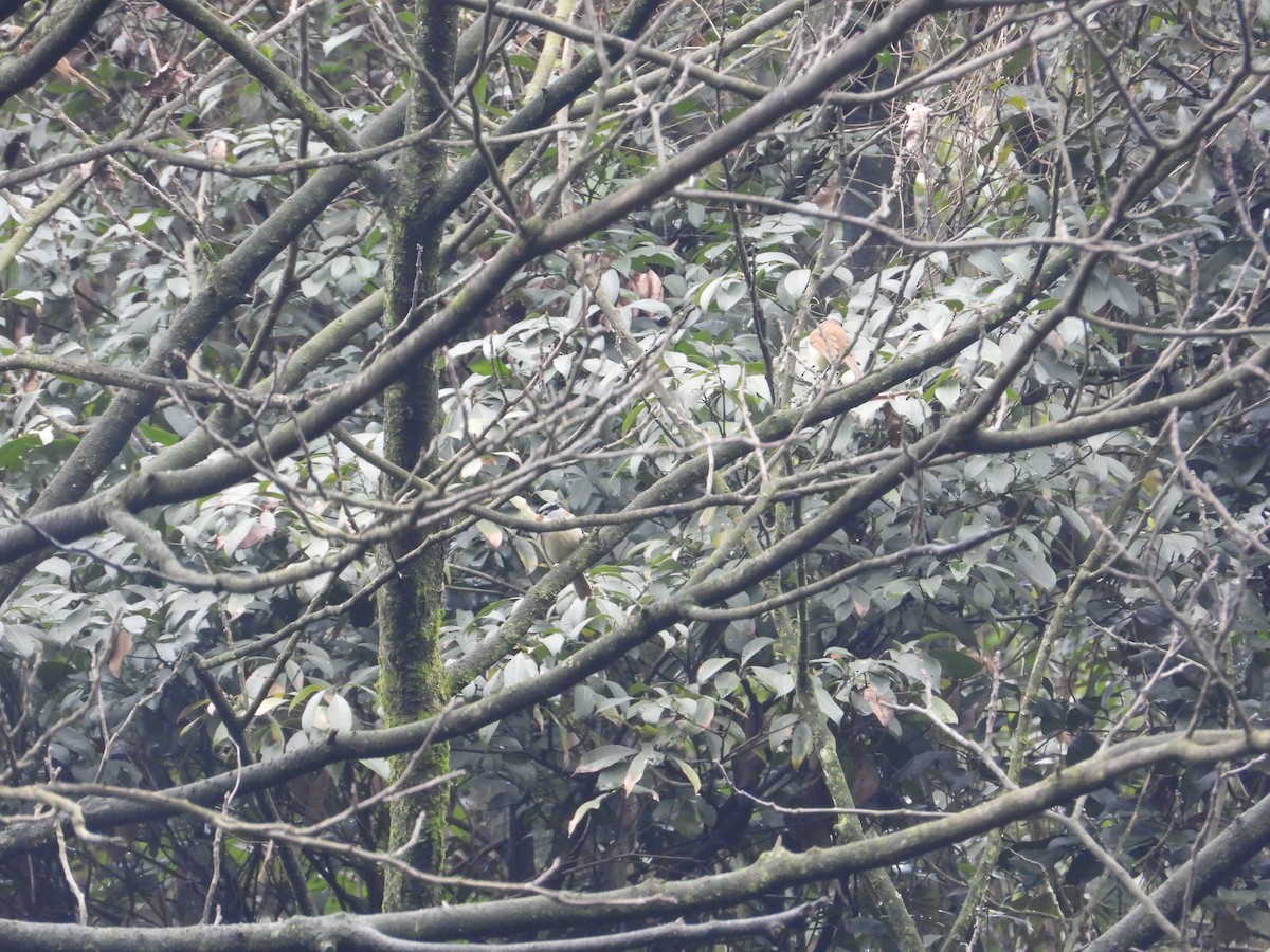 Gray-headed Parrotbill - ML620667976