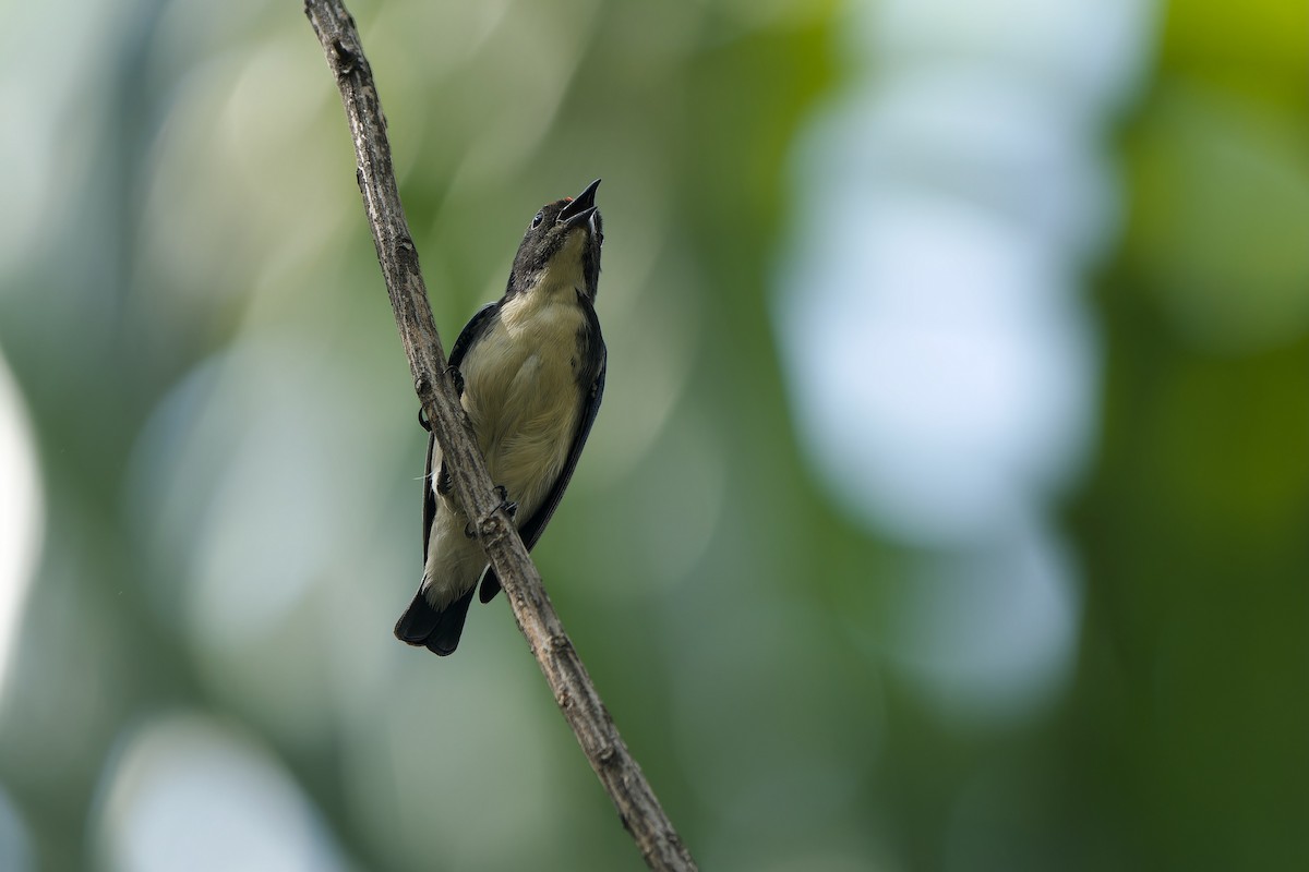 Scarlet-backed Flowerpecker - ML620667977