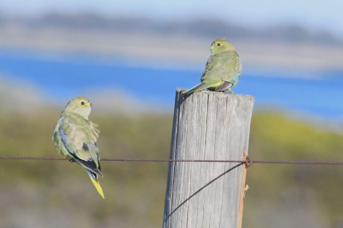 Blue-winged Parrot - ML620667978