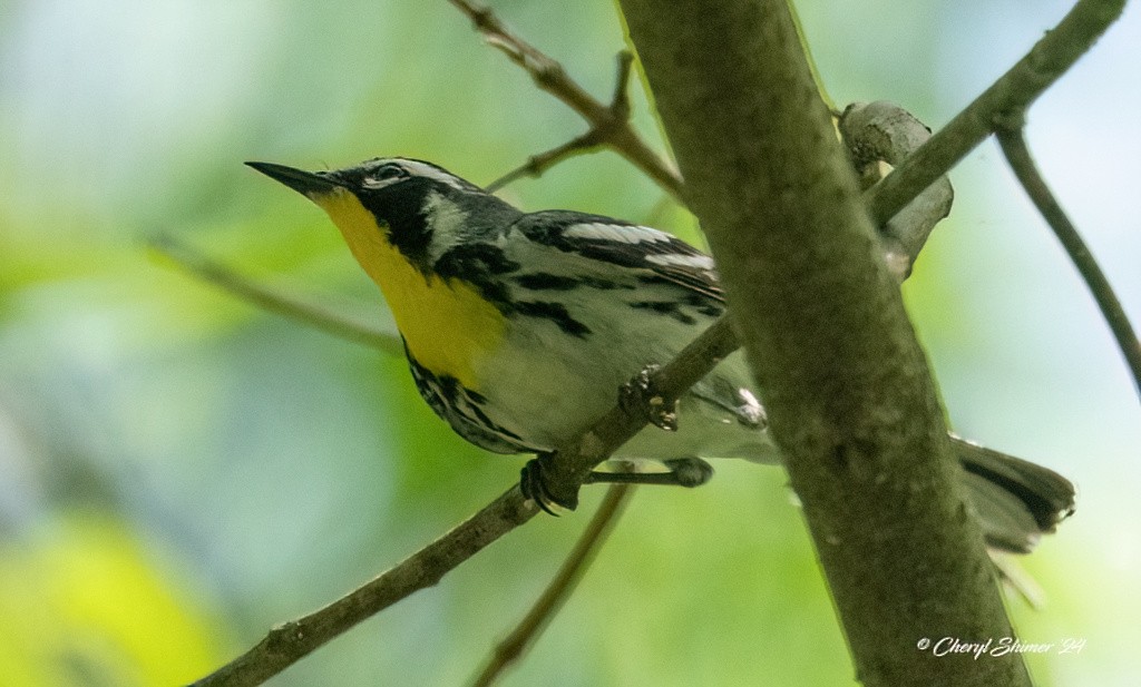 Yellow-throated Warbler - ML620667979