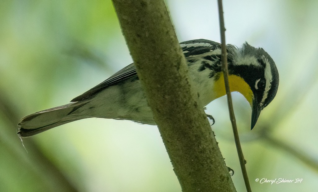 Yellow-throated Warbler - ML620667980