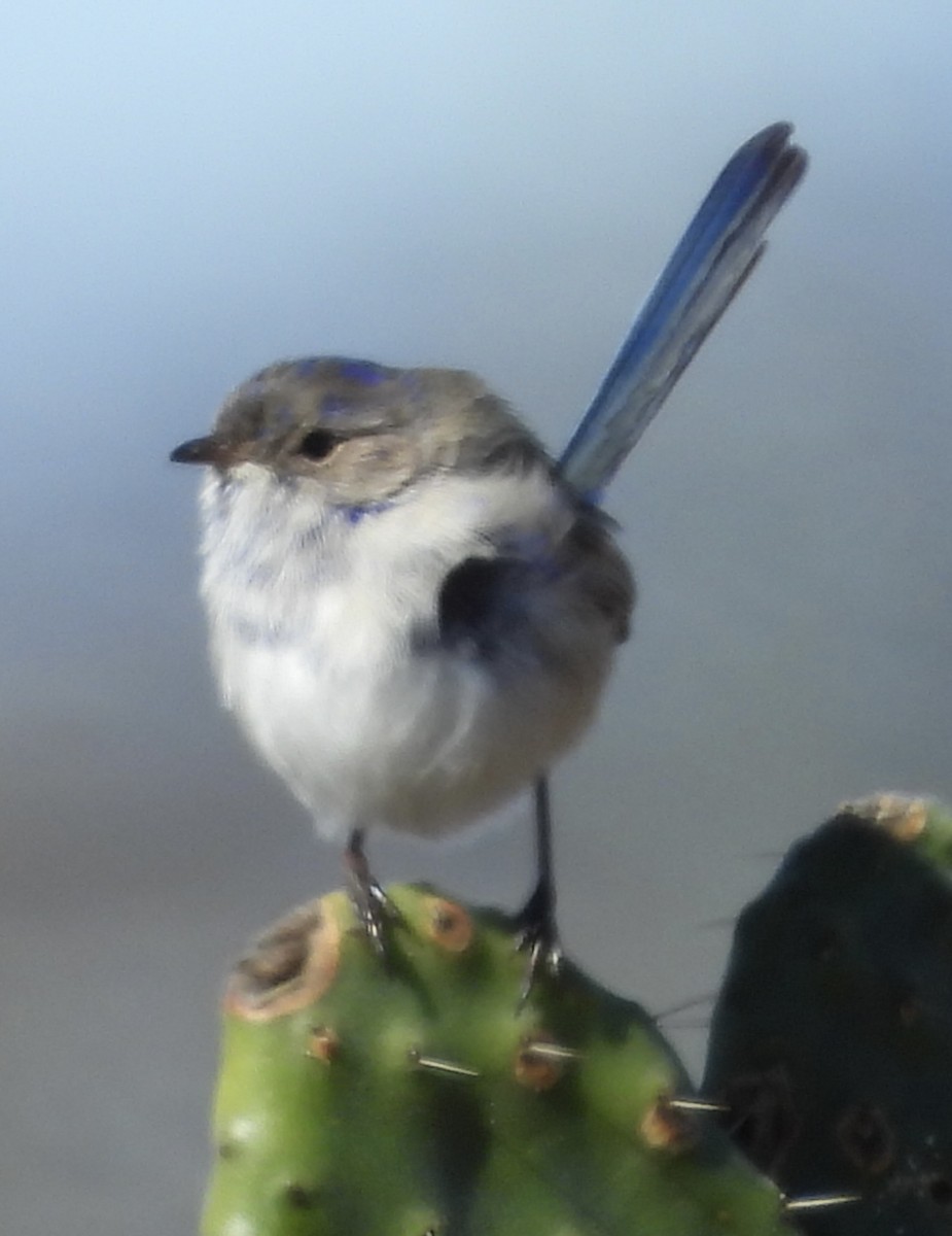 White-winged Fairywren - ML620667982