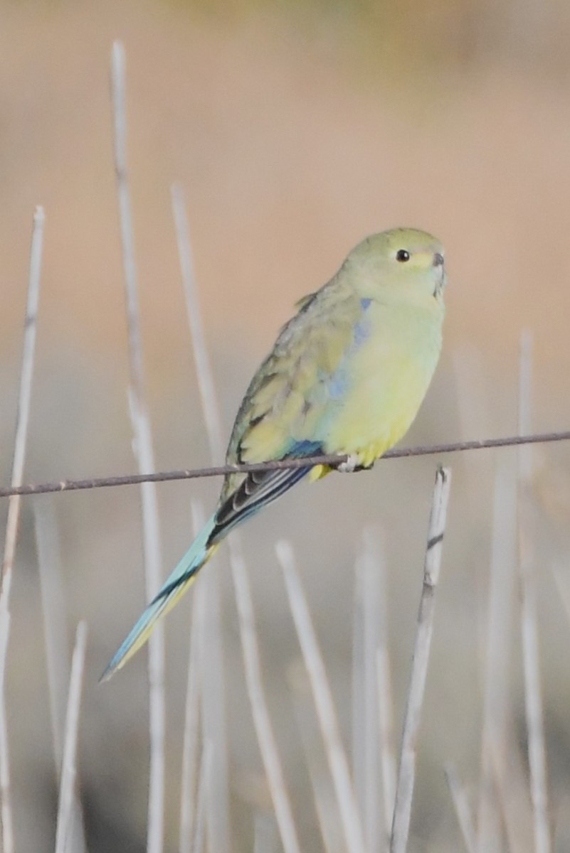 Blue-winged Parrot - ML620667983