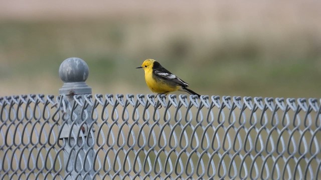 Citrine Wagtail - ML620667985