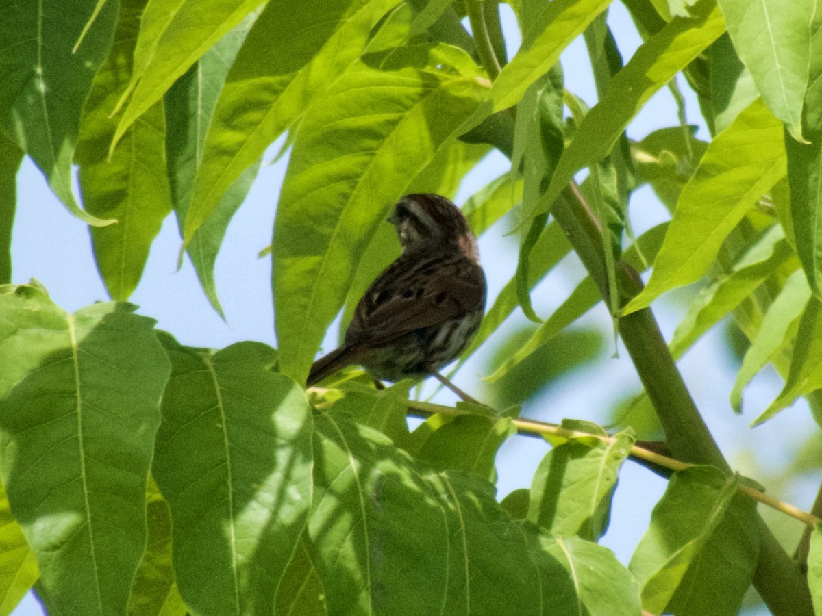 Song Sparrow - ML620667986