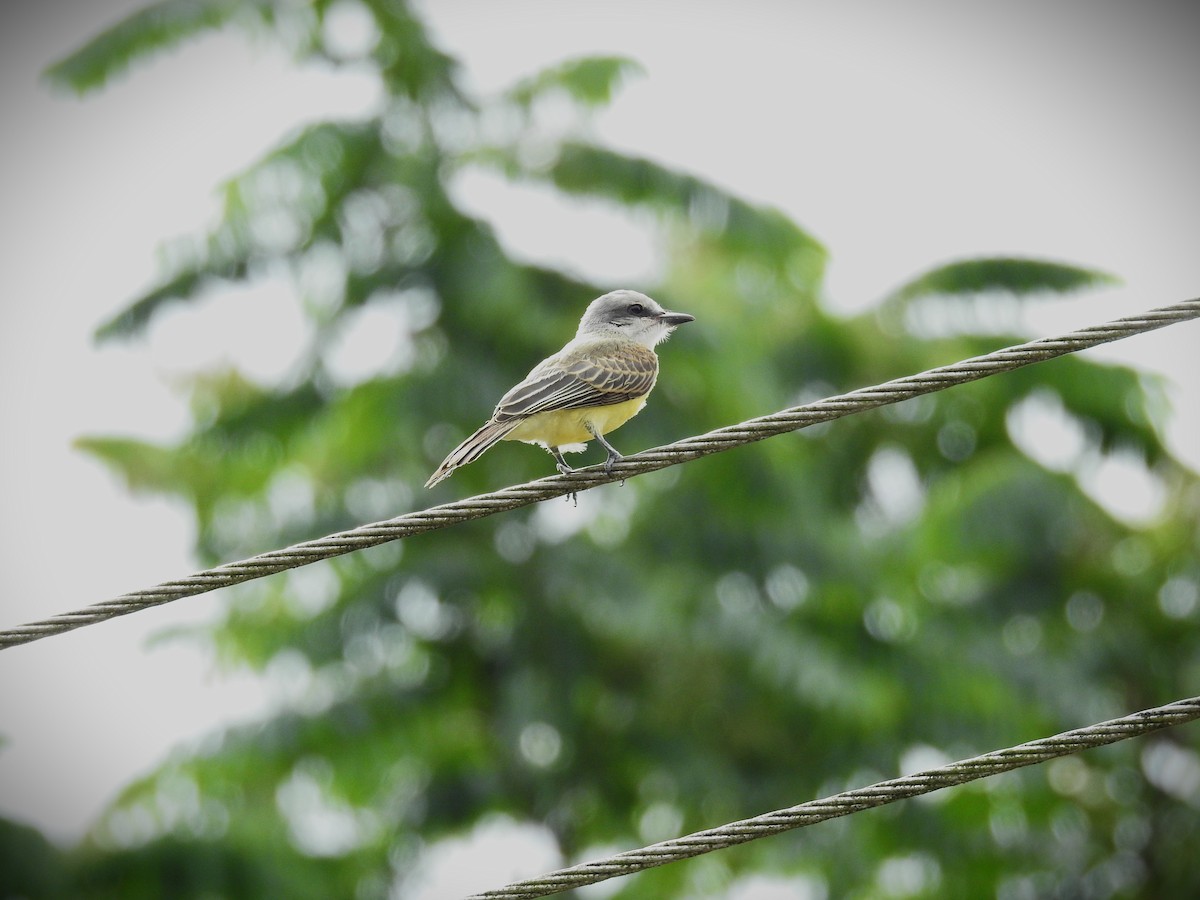 Tropical Kingbird - ML620667988