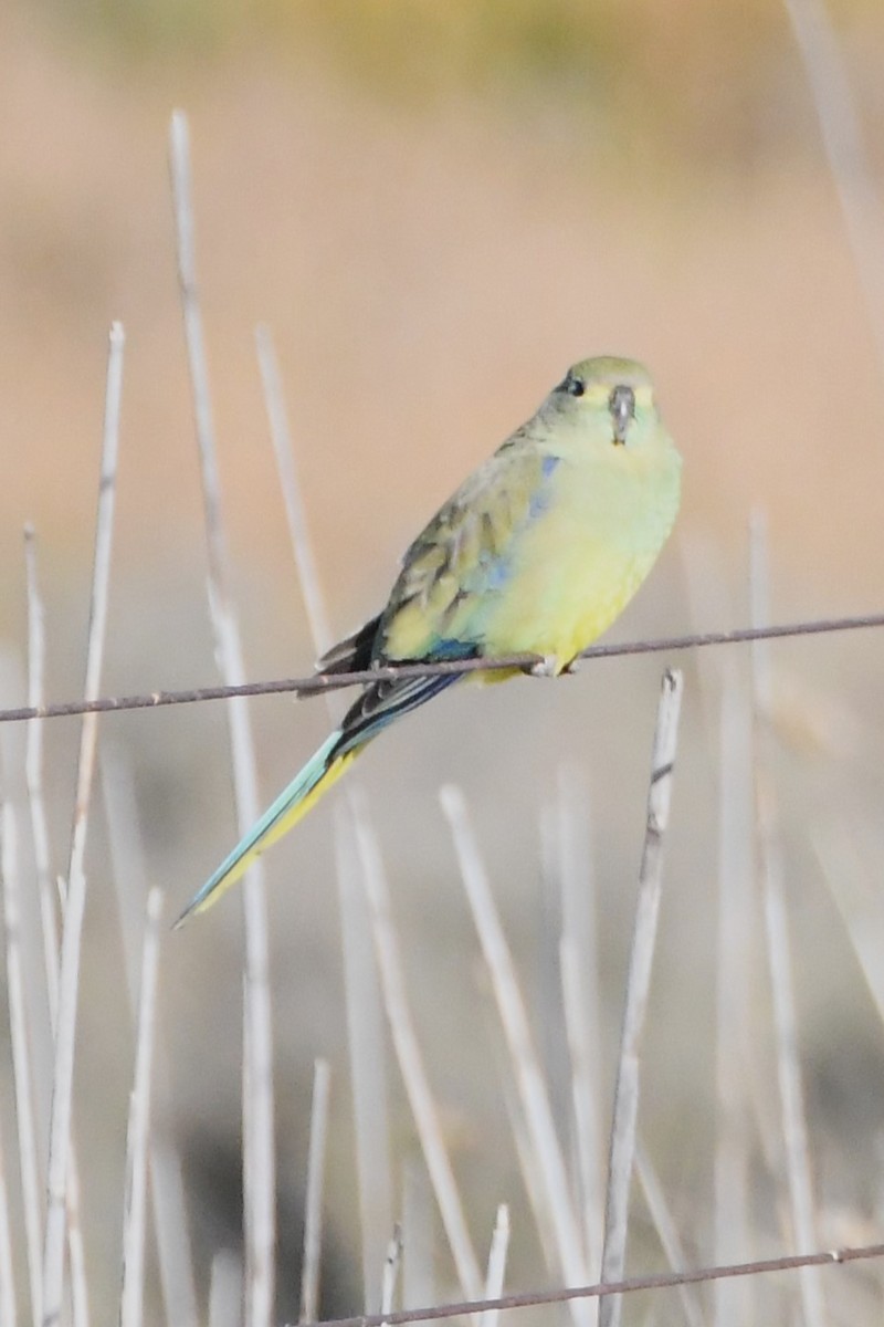 Blue-winged Parrot - ML620667989