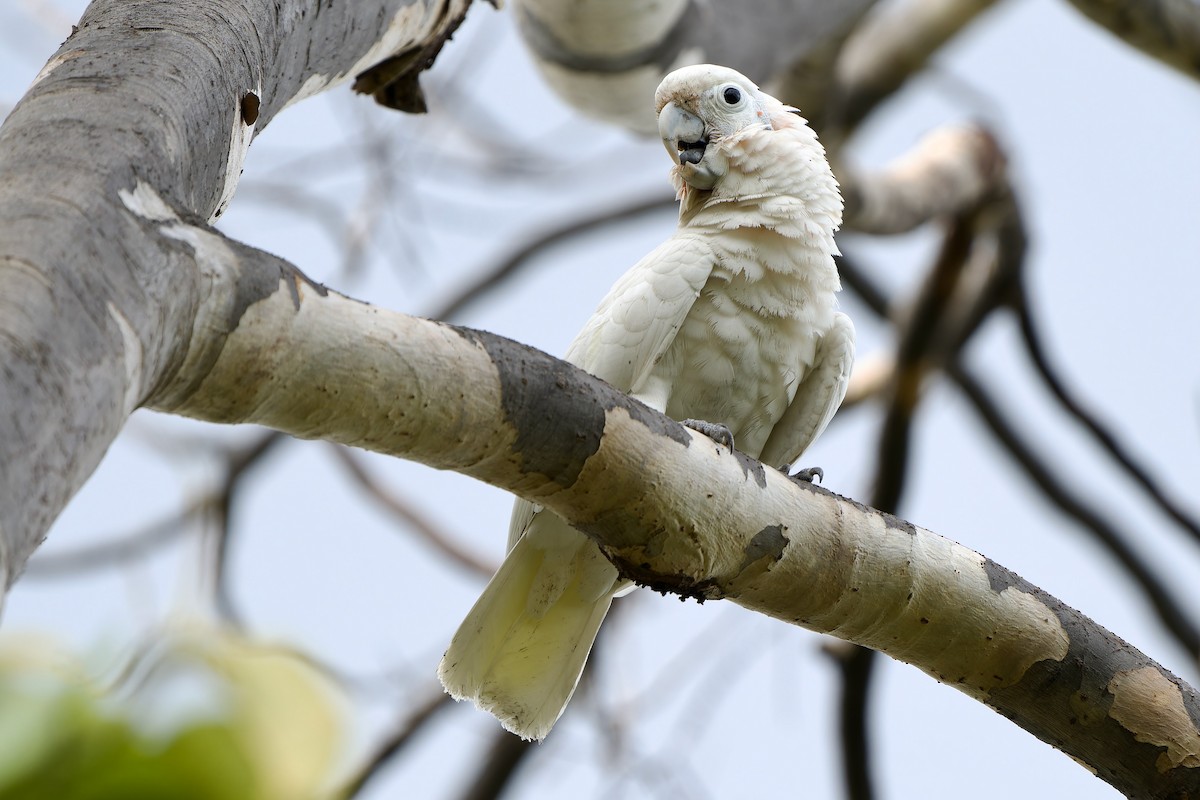 Cacatúa de las Tanimbar - ML620667990