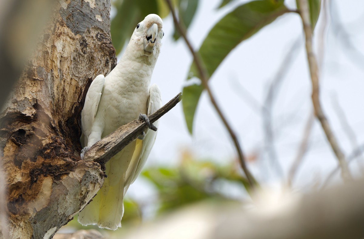 Cacatúa de las Tanimbar - ML620667991