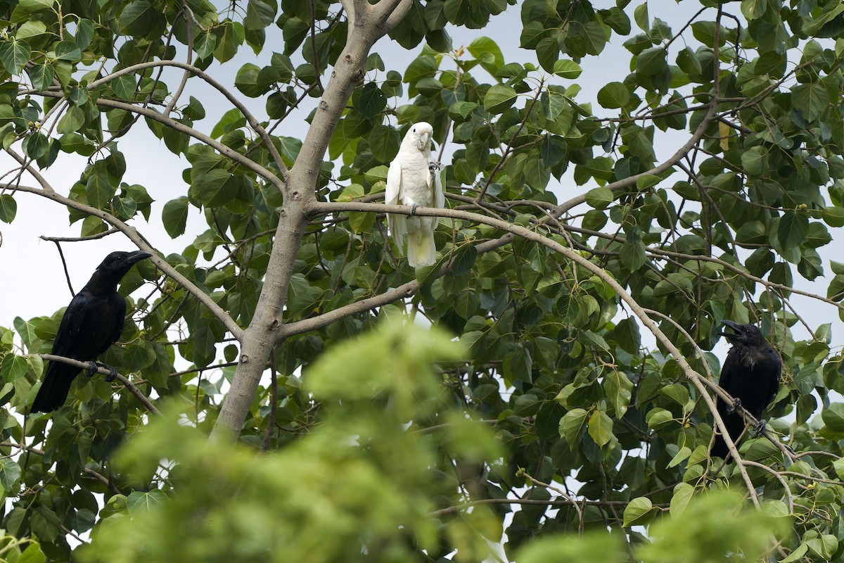 Tanimbar Corella - ML620667992