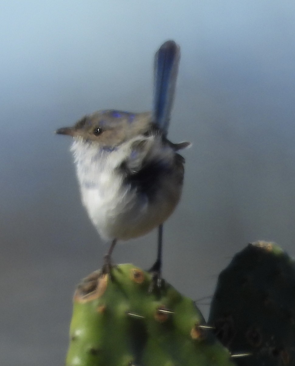 White-winged Fairywren - ML620667994